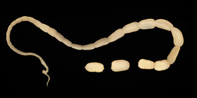 Adult tapeworm of D. caninum. The scolex of the worm is very narrow and the proglottids, as they mature, get larger. Adapted from CDC