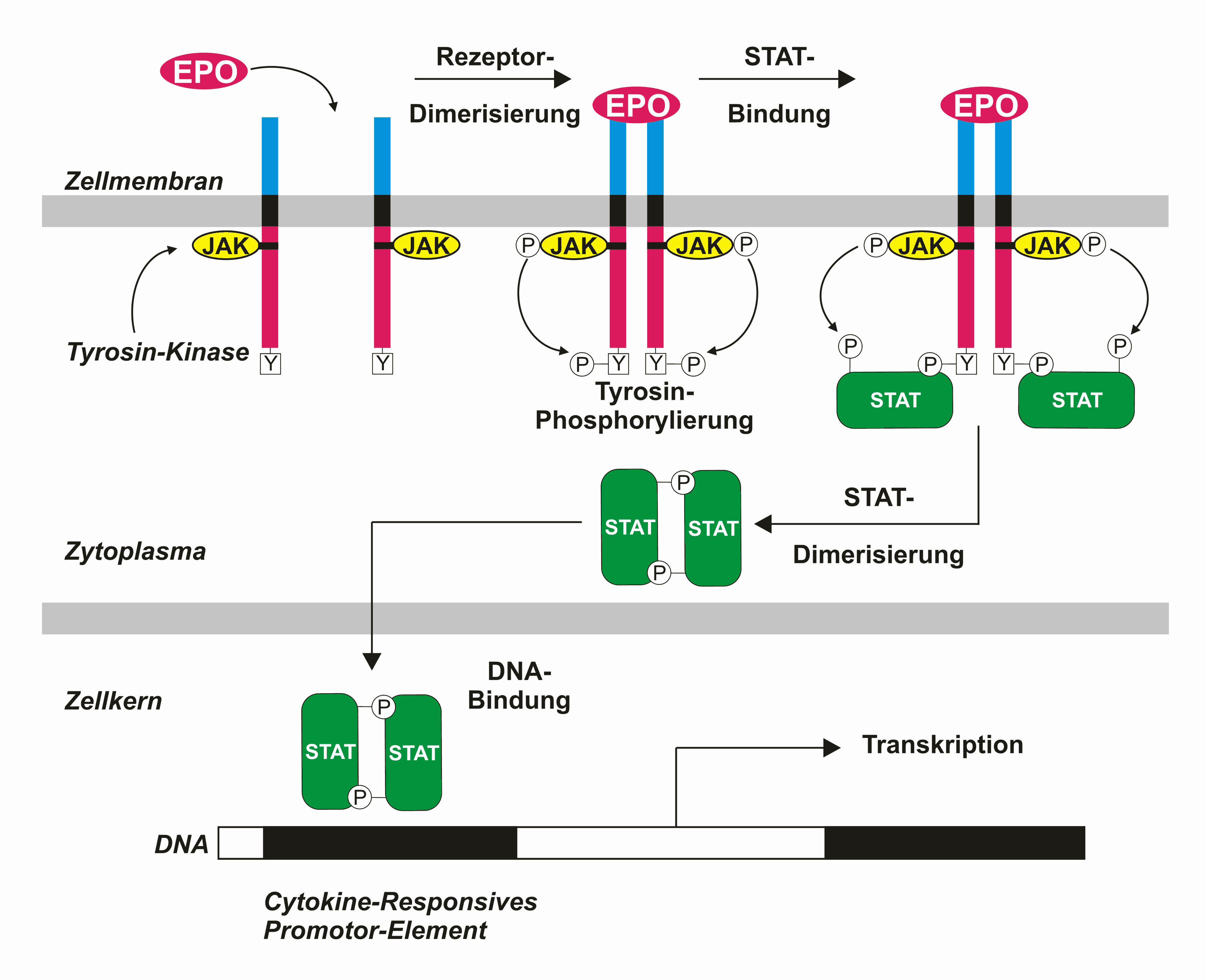 JAK-STAT signaling pathway