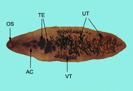Adult of D. dendriticum, stained with carmine. Structures illustrated in this figure include: oral sucker (OS), acetabulum (AC), uterus (UT), testes (TE), and vitelline glands (VT). Adapted from CDC