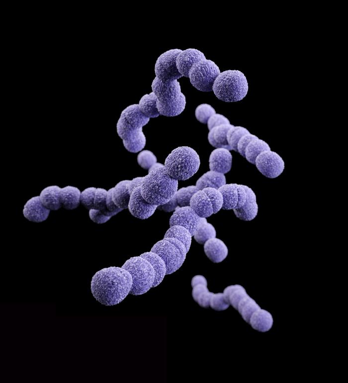 Clindamycin-resistant Group-B Streptococcus (GBS), also known as S. agalactiae. From Public Health Image Library (PHIL). [1]