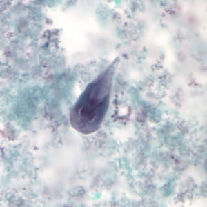 G. duodenalis trophozoite stained with trichrome. Adapted from CDC