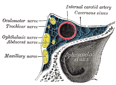 Oblique section through the cavernous sinus.
