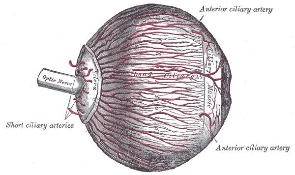The arteries of the choroid and iris. The greater part of the sclera has been removed.