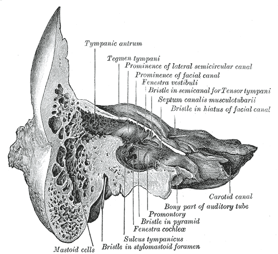 Mastoid portion of the temporal bone - wikidoc