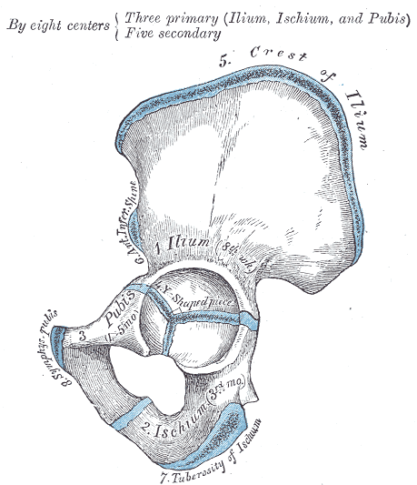 Plan of ossification of the hip bone.