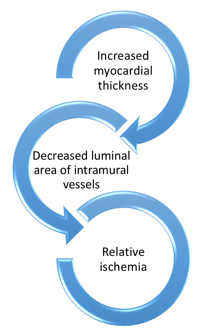 Figure 8. HCM pathophysiology of microvascular disease over time.