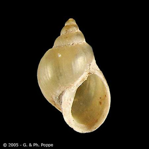 Fossaria bulamoides, a host for F. hepatica in the western United States. Image courtesy of Conchology, Inc, Mactan Island, Philippines. Adapted from CDC