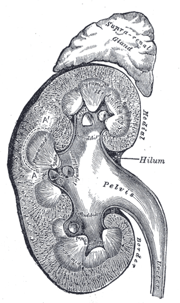 Vertical section of kidney.