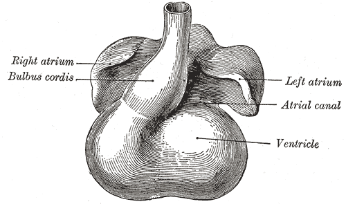 Heart showing expansion of the atria.