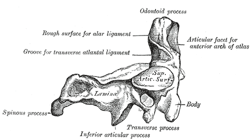 Second cervical vertebra, epistropheus, or axis, from the side.