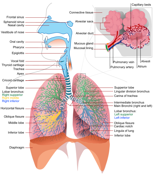 diagram of the respiratory system