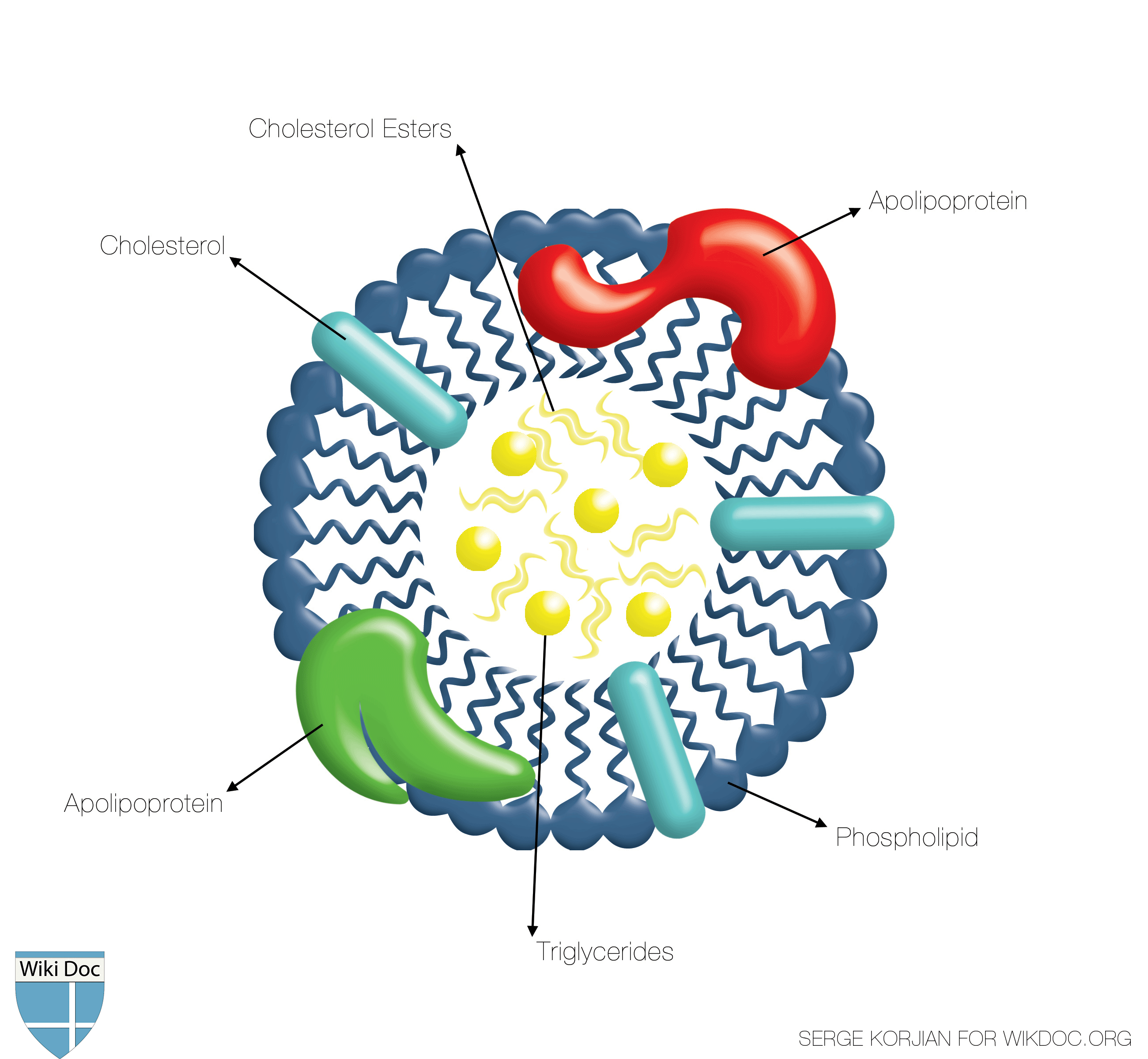 The structure of the HDL: the inner core is made of triglyceride and cholesterol esters whereas the surface is made of amphiphilic phospholipids along with apolipoproteins.