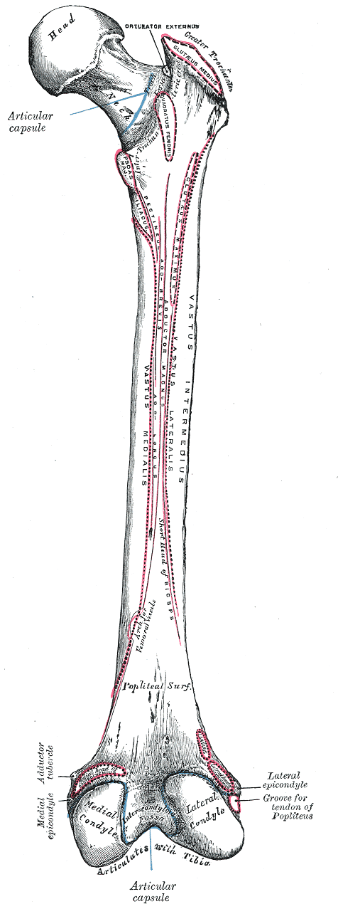 Quadratus femoris muscle - wikidoc