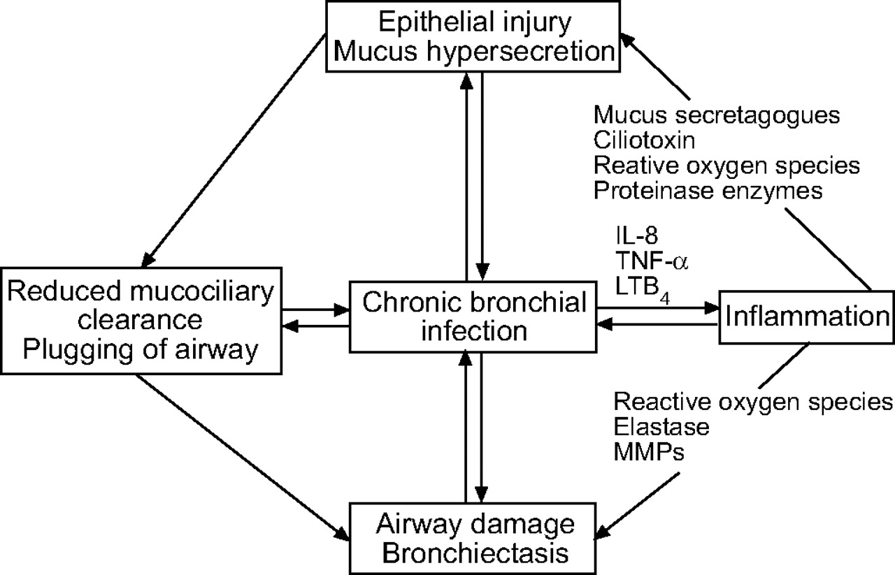 Schematic representation of a vicious circle of events which occurs during chronic bronchial infection. IL: interleukin; TNF: tumour necrosis factor; LT: leukotriene; MMP: matrix metalloproteinase European Respiratory Journal