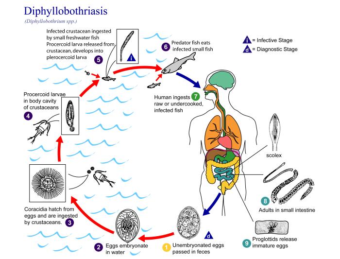 Illustration of the life cycle of Diphyllobothrium spp., the causal agents of Diphyllobothriasis. Source: Public Health Image Library (PHIL). [3]