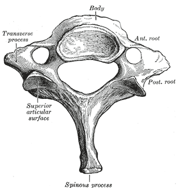 Seventh cervical vertebra.