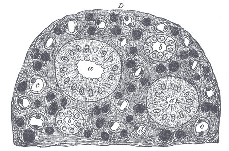 Transverse section of pyramidal substance of kidney of pig, the bloodvessels of which are injected.