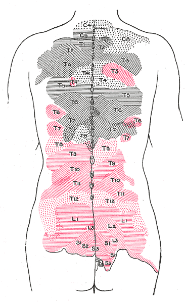 Areas of distribution of the cutaneous branches of the posterior divisions of the spinal nerves.