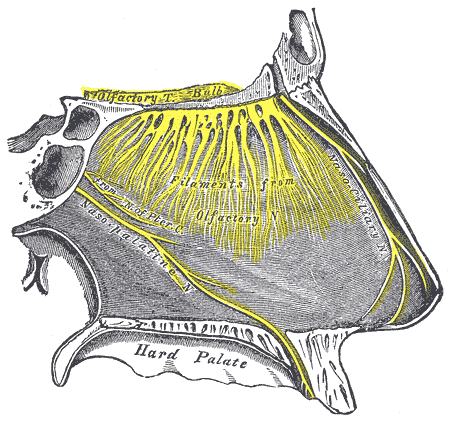 Nerves of the wall of the nasal cavity
