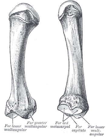 Second metacarpal bone
