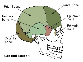 Occipital bone - wikidoc