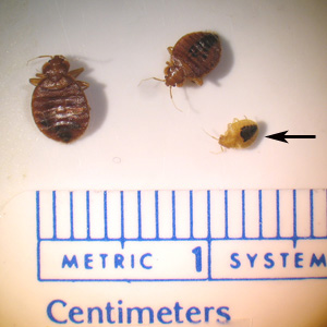 Two adults and one nymph (arrow) of C. lectularius, collected in a hotel in urban Georgia. Adapted from CDC