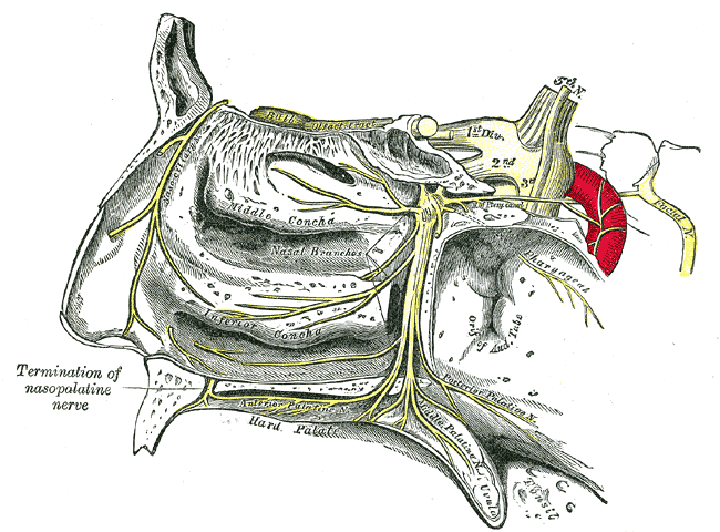The pterygopalatine ganglion and its branches.