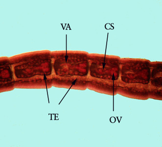 Mature proglottids of Mesocestoides sp. stained with carmine. Shown in this specimen are the vagina (VA), cirrus sac (CS), bilobed ovary (OV) and numerous testes (TE). Adapted from CDC