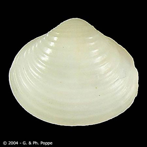 Corbicula sp. This bivalve genus has been recorded as a second intermediate host for E. lindoense. Image courtesy of Conchology, Inc, Mactan Island, Philippines. Adapted from CDC