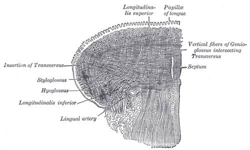 Coronal section of tongue, showing intrinsic muscles