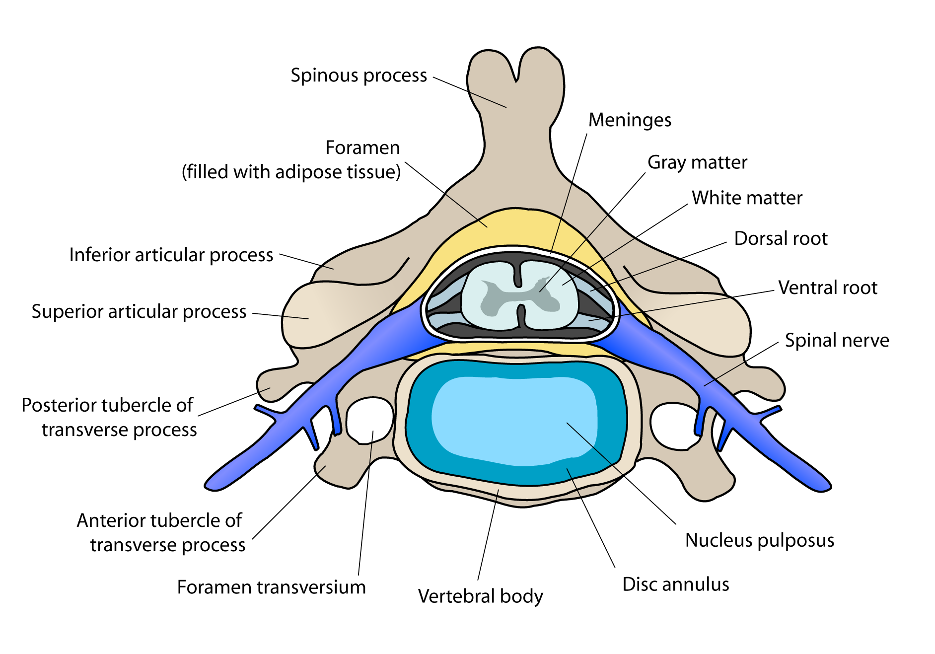 Ventral root - wikidoc