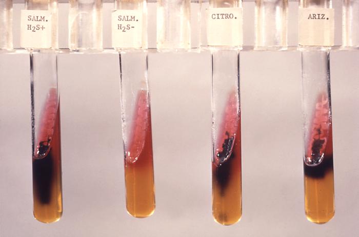 Triple sugar iron agar (TSI) tested for Salmonella (H2S+) and (H2S-); Citrobacter sp. and S. arizonae. From Public Health Image Library (PHIL). [2]