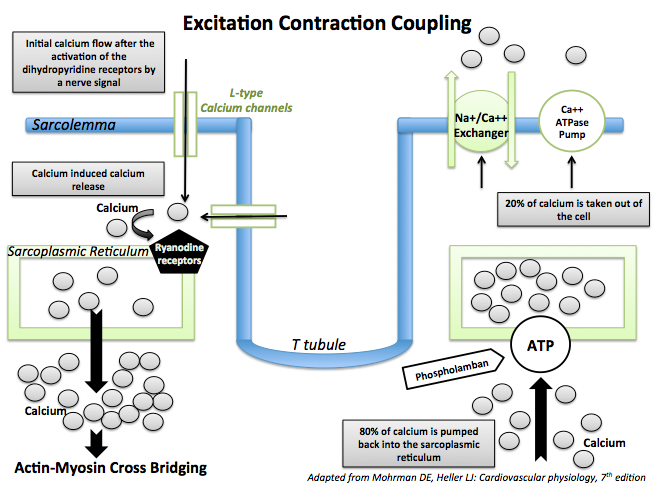 Excitation-contraction coupling in cardiac muscle