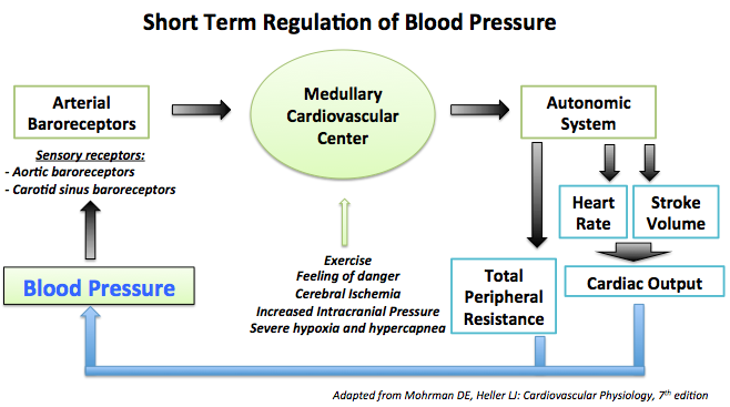 File:Short Term Regulation of Blood Pressure.png