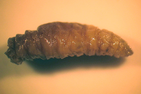 Third instar larva of P. regina, collected in the wound of a patient. Adapted from CDC