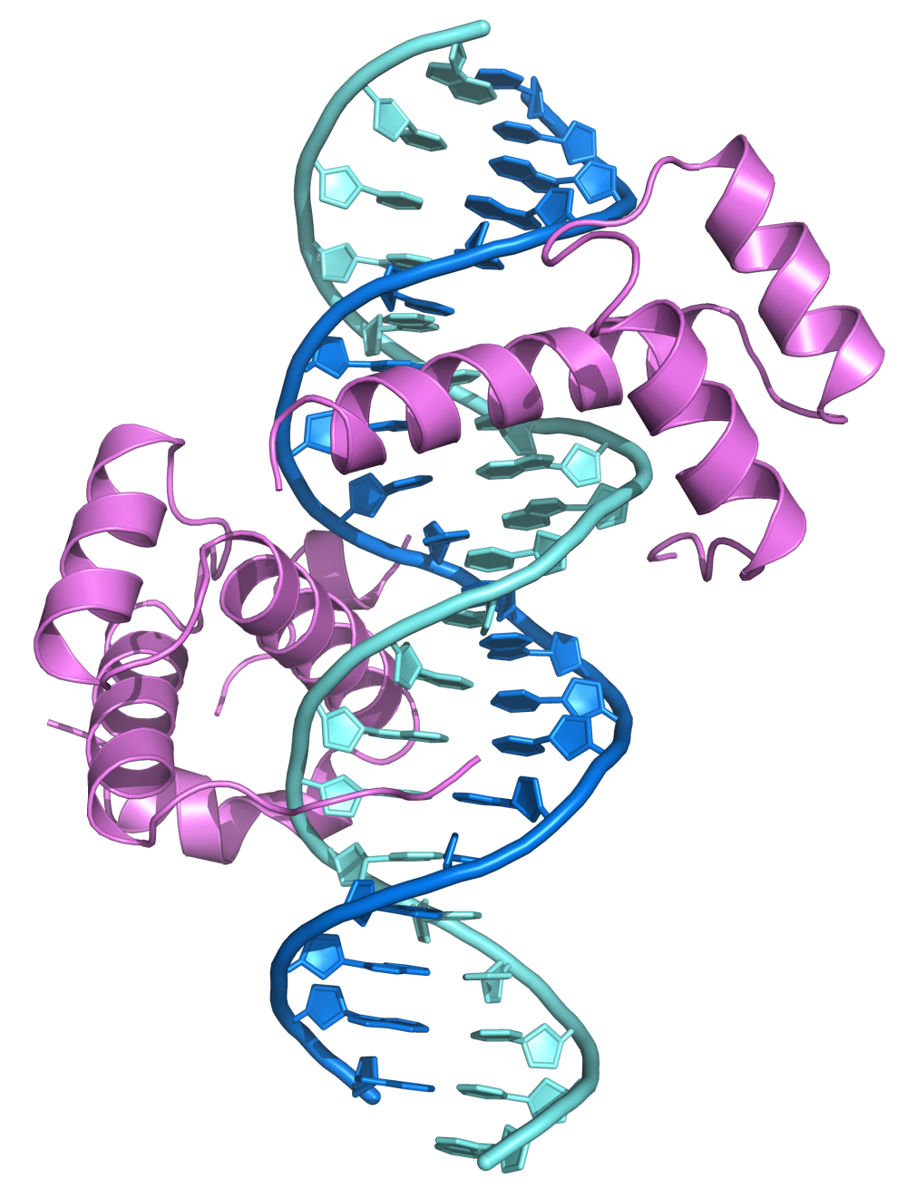 File:HoxB1-Pbx1 heterodimer binding DNA 1b72.png