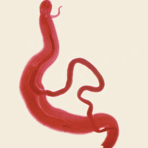 Adults of S. mansoni. The thin female resides in the gynecophoral canal of the thicker male. Adapted from CDC