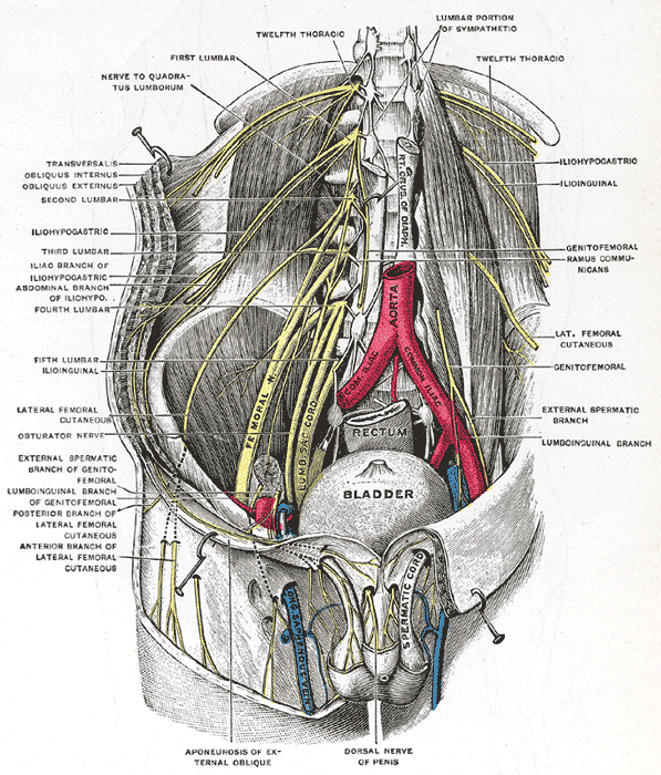 Dorsal nerve of clitoris - wikidoc
