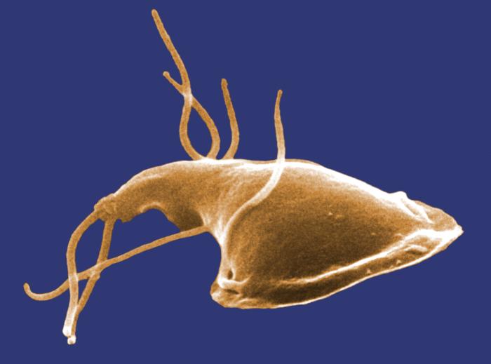 SEM depicts dorsal surface of a Giardia protozoan, isolated from a rat’s intestine. From Public Health Image Library (PHIL). [9]