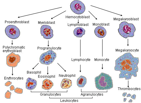 CFU-Me (pluripotential hemopoietic stem cell or hemocytoblast) to the formation of megakaryocyte.[6]