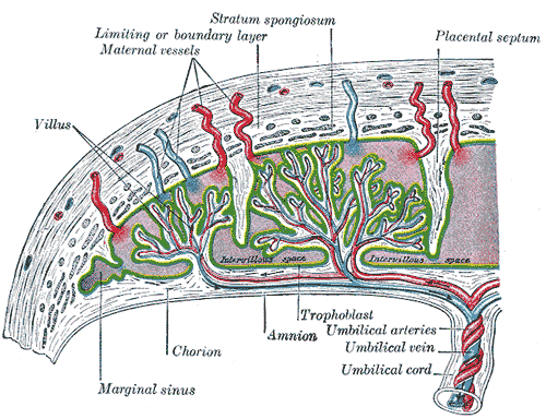 Scheme of placental circulation.