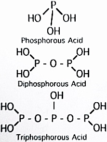 File:Phosphorous Acids.jpg