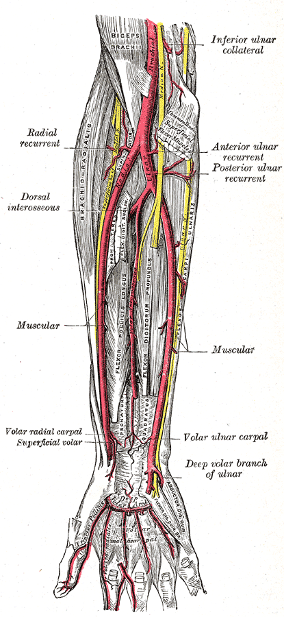 Ulnar and radial arteries. Deep view.