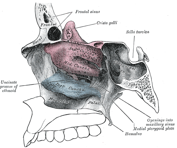 Lateral wall of nasal cavity, showing ethmoid bone in position.