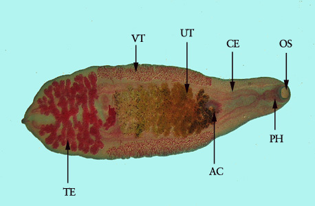 Adult of C. sinensis stained with carmine. Clearly visible in this image are the oral sucker (OS), pharynx (PH), ceca (CE), acetabulum, or ventral sucker (AC), uterus (UT), vitellaria (VT) and testes (TE). Adapted from CDC