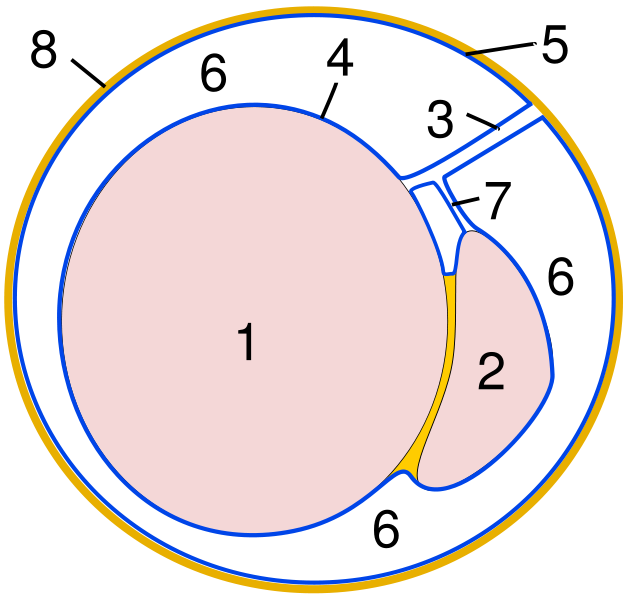 Schematic drawing of a cross-section through the vaginal process.