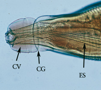Higher magnification of the anterior end of the specimen. Note the presence of the cephalic vesicle (CV), cephalic groove (CG) and esophagus (ES).