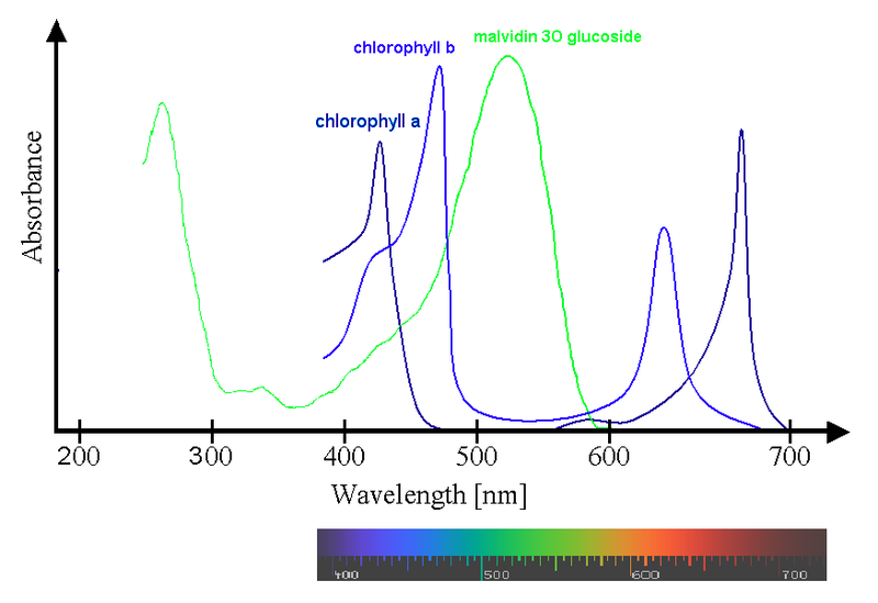 File:Spectra Chlorophyll ab oenin (1).PNG