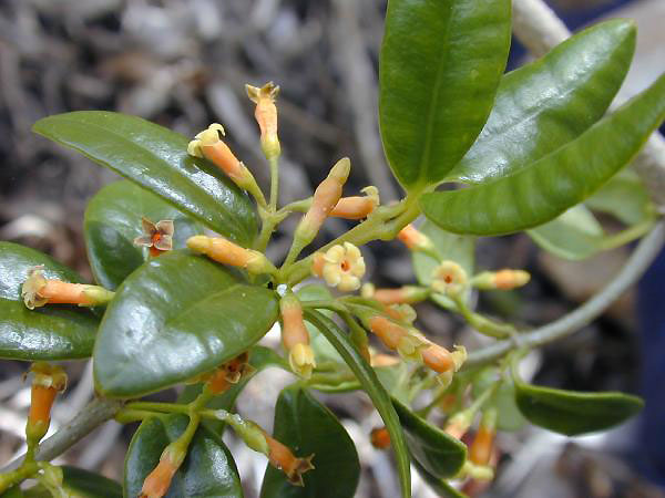 Alyxia oliviformis