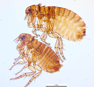The dog flea, C. canid. Image courtesy of Parasite and Diseases Image Library, Australia (http://www.padil.gov.au/). Adapted from CDC